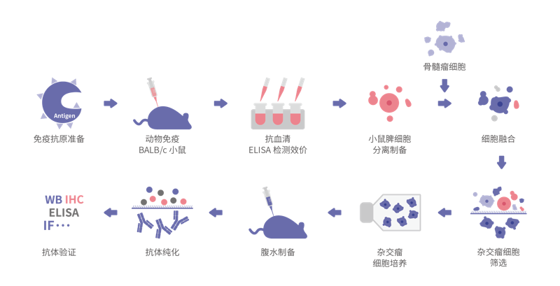 细胞生物学服务：探索生命奥秘的新篇章
