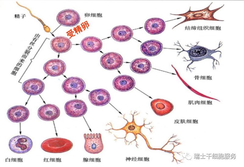 生物技术转让：推动科学进步的桥梁