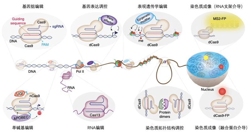 细胞生物学服务：解锁生命之谜的钥匙