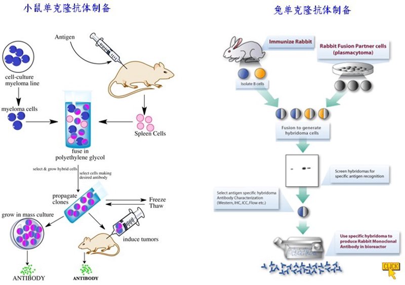 生物技术：研发的未来之路